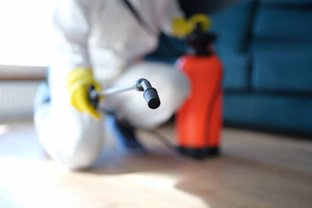 Best Black Mold Removal  in Camp Hill, AL