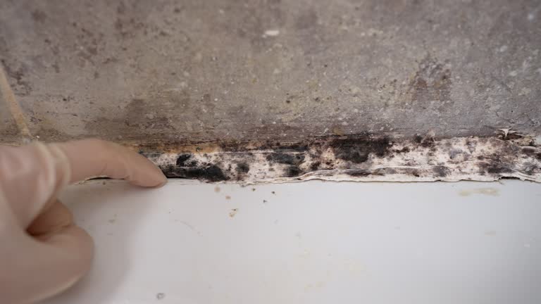 Best Air Quality Testing for Mold Spores  in Camp Hill, AL