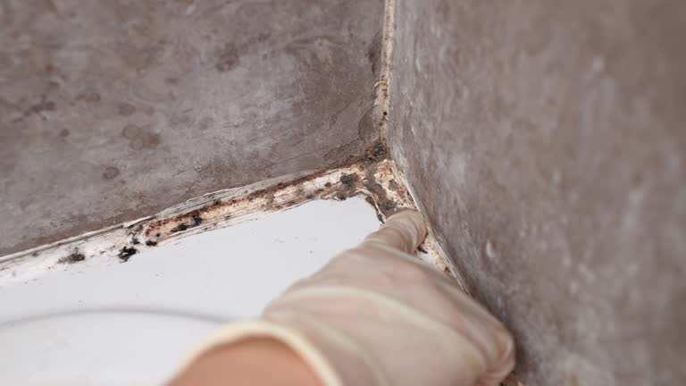 Best Mold Odor Removal Services  in Camp Hill, AL