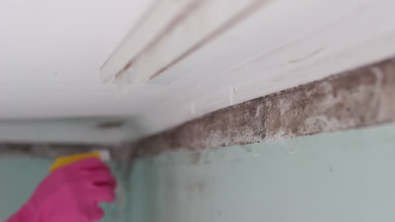 Best Mold Damage Restoration  in Camp Hill, AL